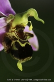 Ophrys apifera