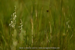 Spiranthes aestivalis