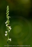 Spiranthes aestivalis