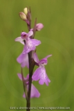 Anacamptis palustris