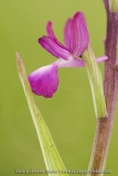 Anacamptis laxiflora (Syn. Orchis laxiflora)