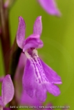 Anacamptis palustris