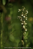 Epipactis palustris