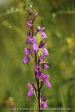 Anacamptis palustris