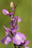 Anacamptis palustris