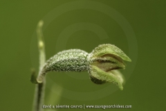 Epipactis microphylla