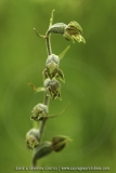 Epipactis microphylla