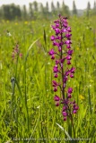 Anacamptis laxiflora