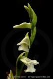 Spiranthes aestivalis