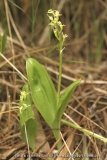 Liparis loeseli
