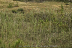 Biotope à Liparis