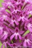 Orchis pyramidal