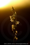 Spiranthes aestivalis