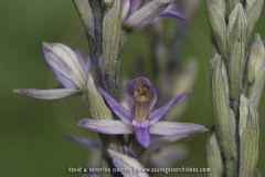 Limodorum trabutianum