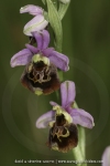 Ophrys fuciflora