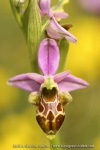 Ophrys scolopax