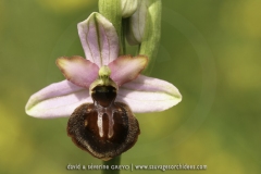 Ophrys aveyronensis