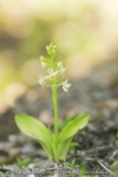 Platanthera chlorantha