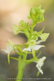 Platanthera chlorantha