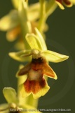 Ophrys aymoninii