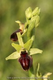 Ophrys passionis