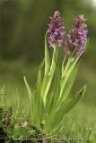 Dactylorhiza incarnata