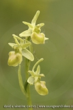 Ophrys sphegodes