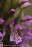 Dactylorhiza incarnata