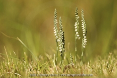 Spiranthes spiralis
