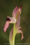 Serapias lingua