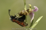 Ophrys scolopax