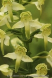 Platanthera chlorantha