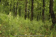 Platanthera chlorantha