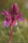 Anacamptis papilionacea