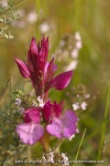 Anacamptis papilionacea