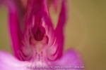 Anacamptis papilionacea