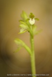 Corallorhiza trifida