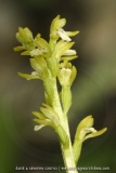 Corallorhiza trifida