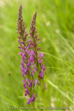 Dactylorhiza elata