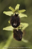 Ophrys passionis