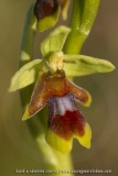 Ophrys aymoninii