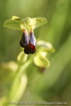 Ophrys sulcata