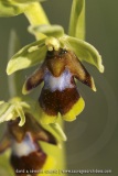 Ophrys aymoninii