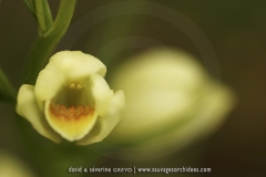 Cephalanthera damasonium
