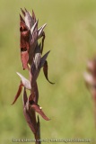 Serapias vomeracea