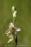 Ophrys apifera
