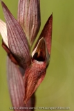 Serapias vomeracea