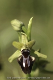 Ophrys incubacea