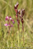 Serapias vomeracea