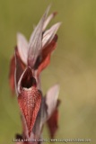 Serapias vomeracea